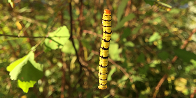 Snowbush spanworm