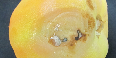 Phytophthora Fruit Rot