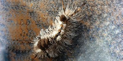 Southern tussock moth